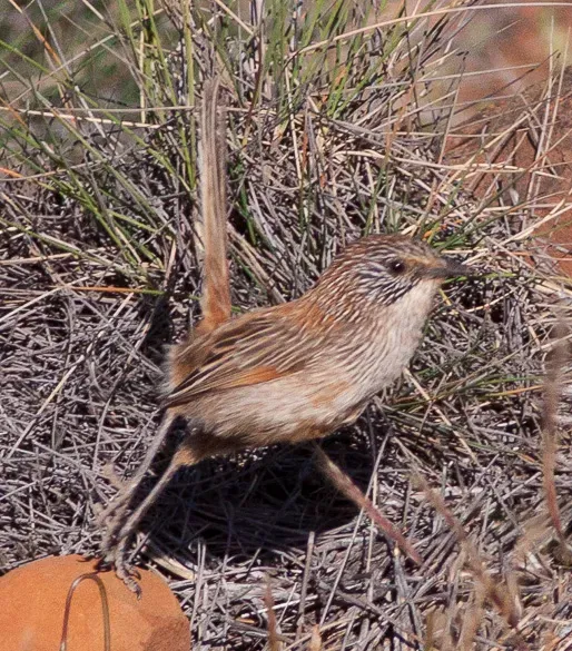 File:Short-tailed Grasswren (Amytornis merrotsyi) (8079651456).jpg