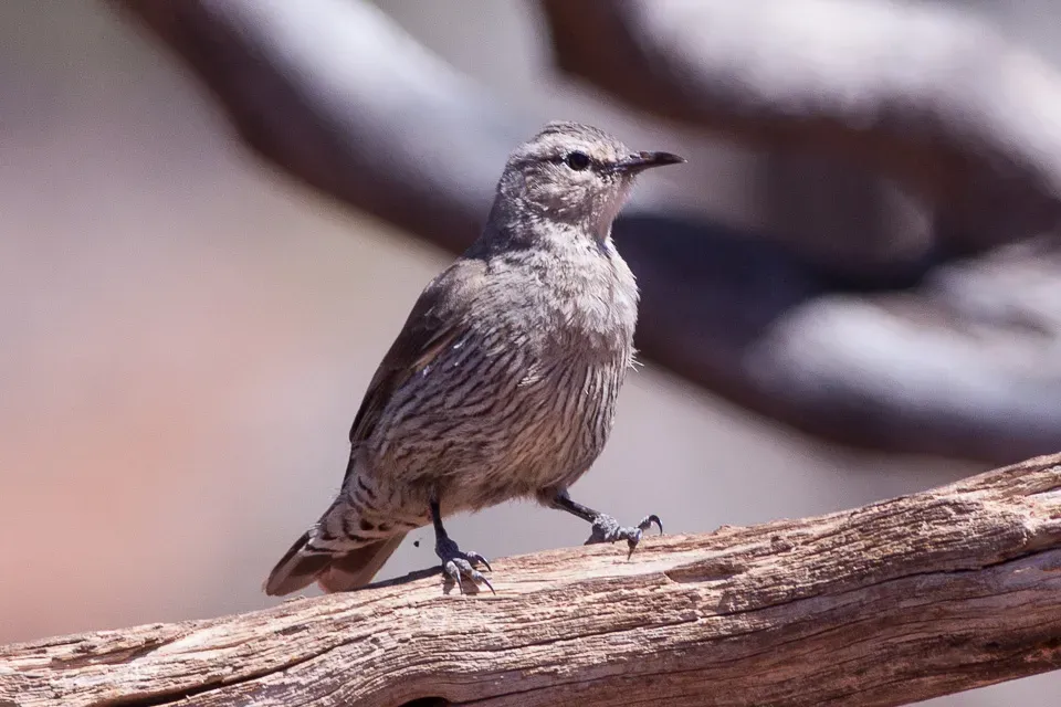 File:Brown Treecreeper (Climacteris picumnus) (8079648518).jpg