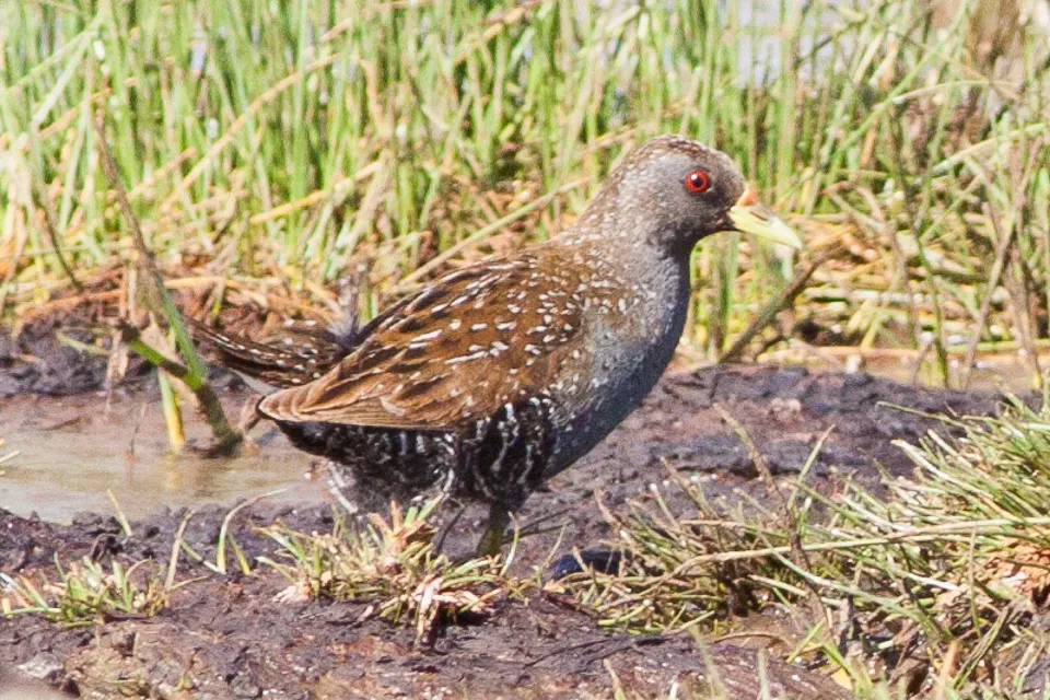 File:Australian Crake (Porzana fluminea) (8079590063).jpg