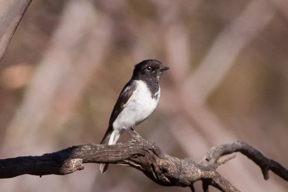 File:Hooded Robin (Melanodryas cucullata) (8079708699).jpg