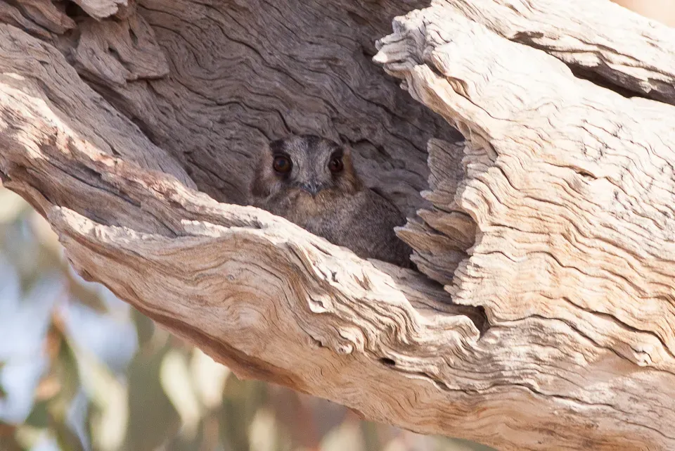 File:Australian Owlet-nightjar (Aegotheles cristatus) (8079579387).jpg