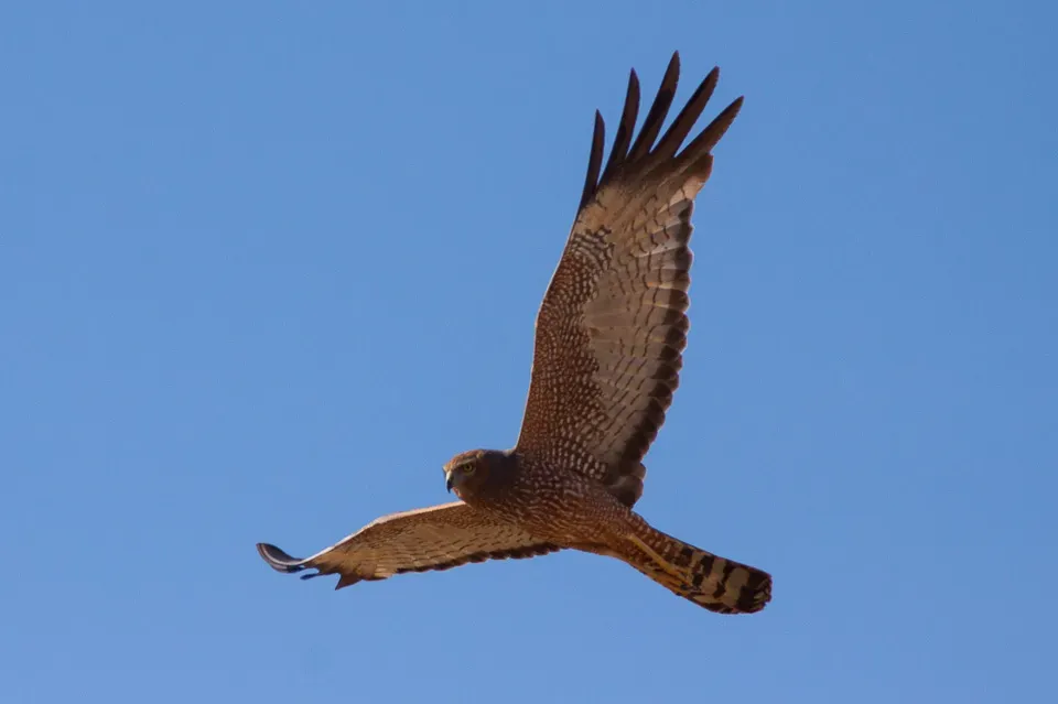 File:Spotted Harrier (Circus assimilis) (8079580068).jpg