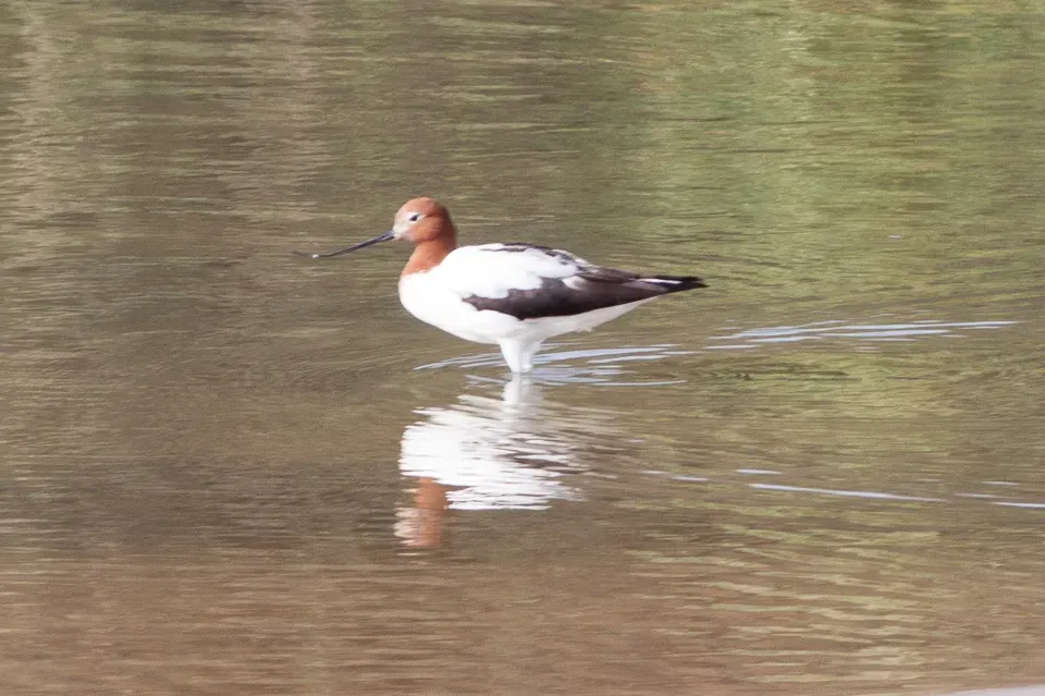 File:Red-necked Avocet (Recurvirostra novaehollandiae) (8079586698).jpg