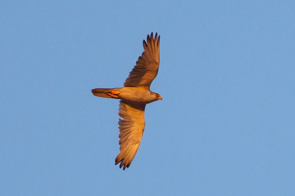 File:Grey Falcon (Falco hypoleucos) (8079582326).jpg