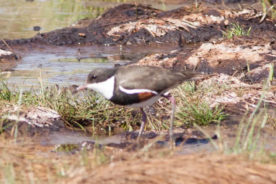 File:Red-kneed Dotterel (Erythrogonys cinctus) (8079588976).jpg