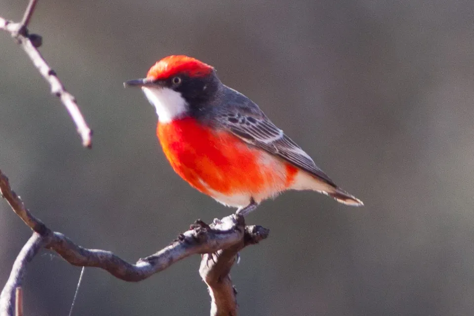 File:Crimson Chat (Epthianura tricolor) (8079666348).jpg