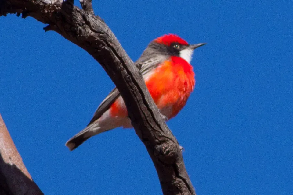 File:Crimson Chat (Epthianura tricolor) (8079666058).jpg