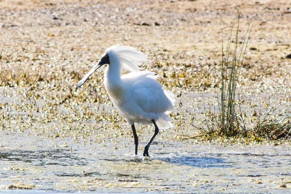 File:Royal Spoonbill (Platalea regia) (8079581997).jpg