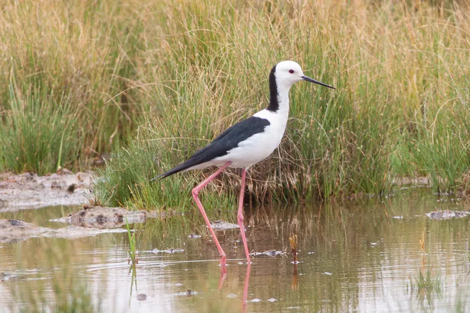 File:White-headed Stilt (Himantopus leucocephalus) (8079592473).jpg