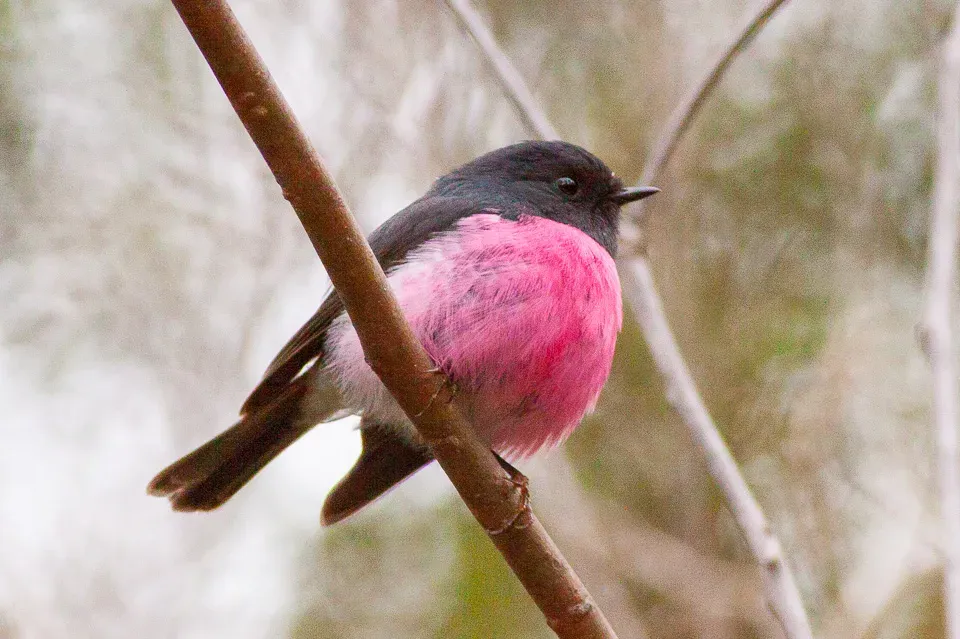 File:Pink Robin (Petroica rodinogaster) (8079701272).jpg