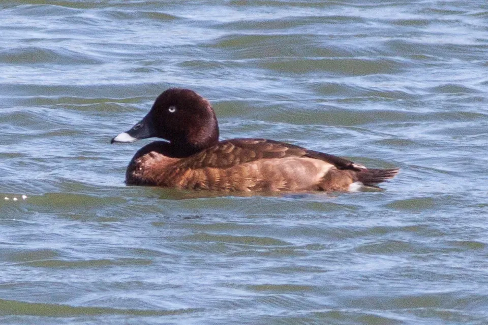 File:Hardhead (Aythya australis) (8079575291).jpg