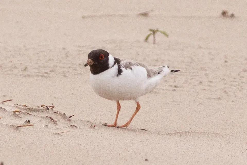 File:Hooded Dotterel (Thinornis cucullatus) (8079594795).jpg