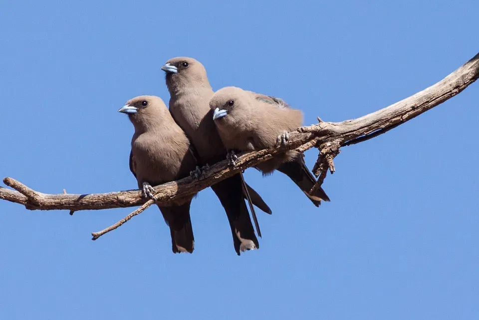 File:Black-faced Woodswallow (Artamus cinereus) (8079685051).jpg