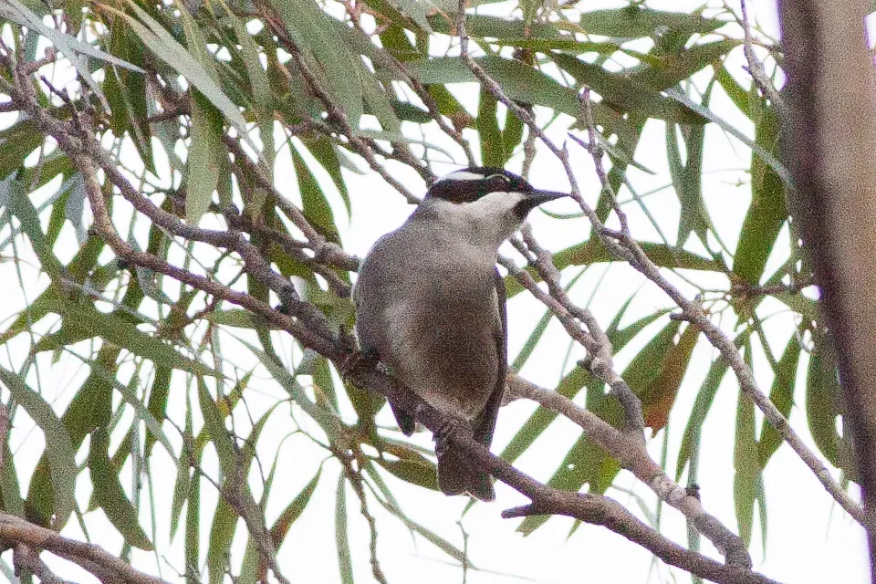 File:Strong-billed Honeyeater (Melithreptus validirostris) (8079669348).jpg