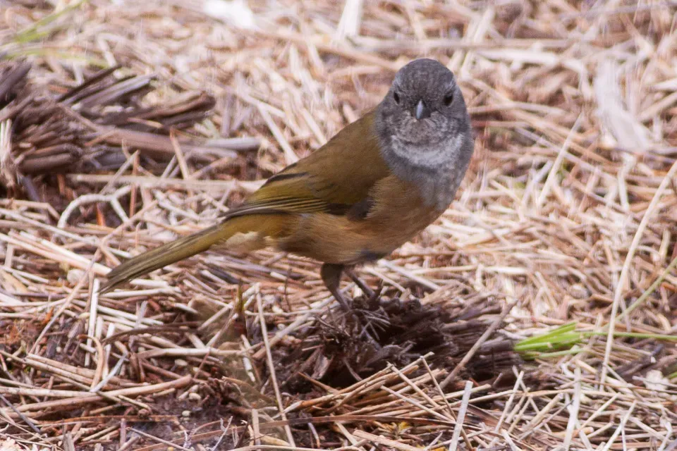 File:Olive Whistler (Pachycephala olivacea) (8079681871).jpg