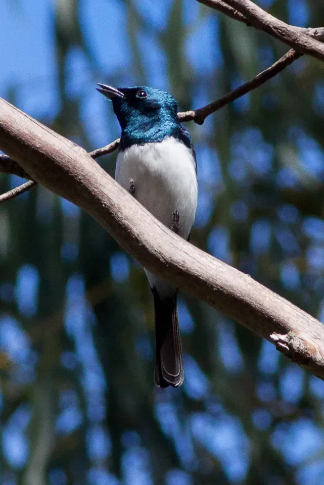 File:Satin Flycatcher (Myiagra cyanoleuca) (8079689479).jpg