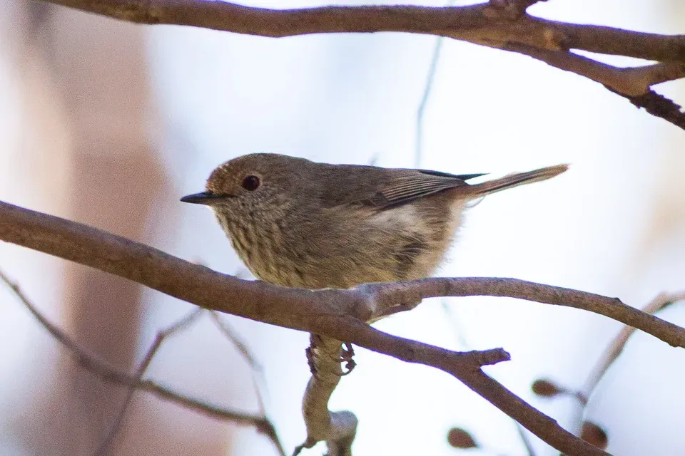 File:Brown Thornbill (Acanthiza pusilla) (8079664651).jpg