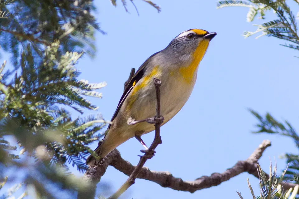 File:Striated Pardalote (Pardalotus striatus) (8079666487).jpg