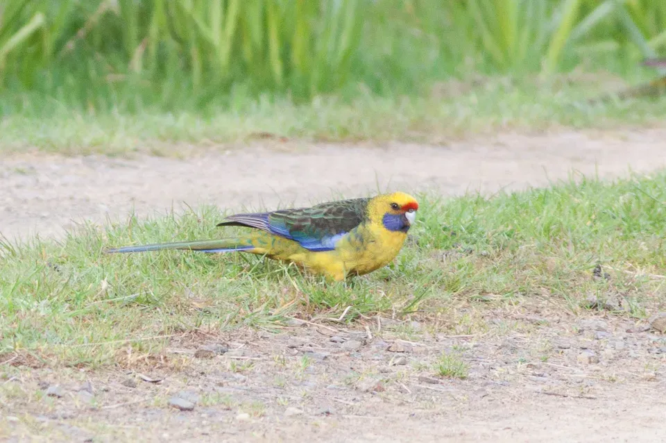 File:Green Rosella (Platycercus caledonicus) (8079601836).jpg