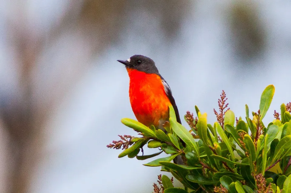 File:Flame Robin (Petroica phoenicea) (8079689246).jpg