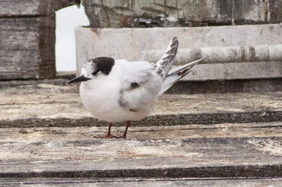 File:White-fronted Tern (Sterna striata) (8079598995).jpg