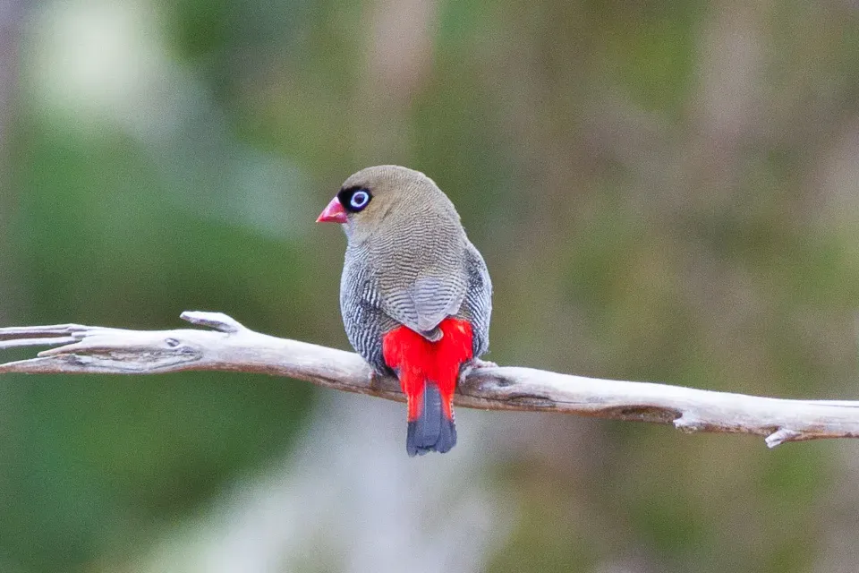 File:Beautiful Firetail (Stagonopleura bella) (8079707478).jpg