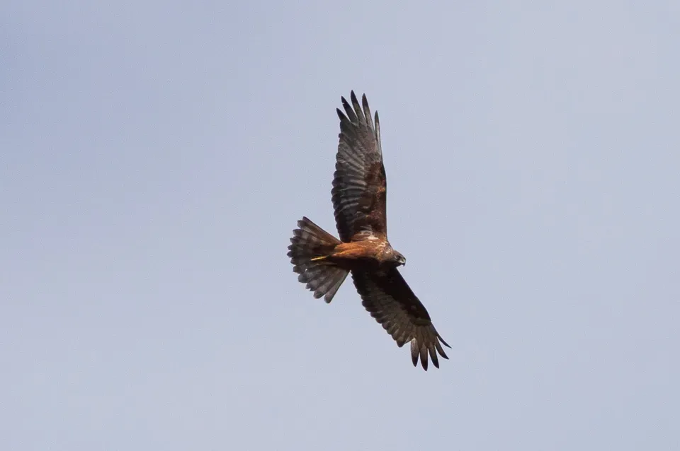 File:Swamp Harrier (Circus approximans) (8079580314).jpg