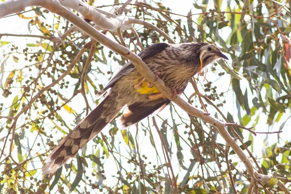 File:Yellow Wattlebird (Anthochaera paradoxa) (8079672131).jpg