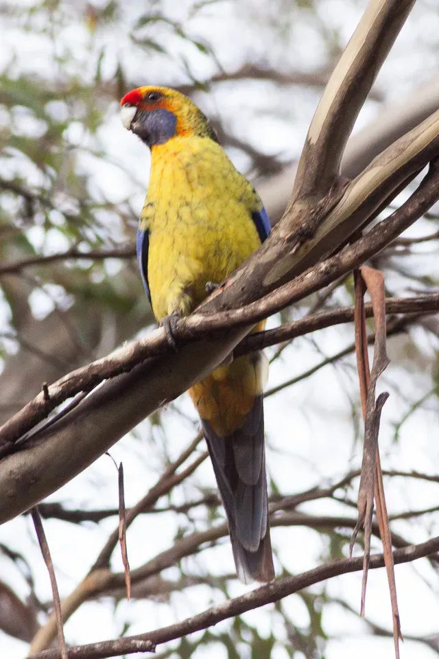 File:Green Rosella (Platycercus caledonicus) (8079602130).jpg