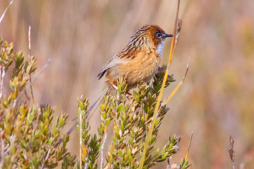 File:Southern Emuwren (Stipiturus malachurus) (8079650018).jpg