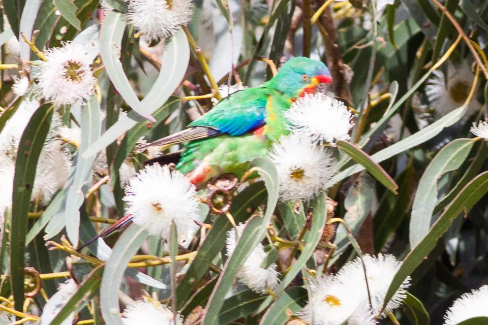 File:Swift Parrot (Lathamus discolor) (8079604144).jpg