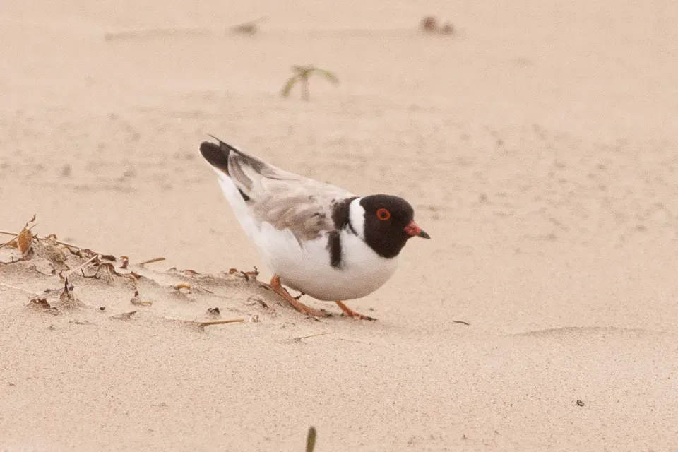 File:Hooded Dotterel (Thinornis cucullatus) (8079594265).jpg