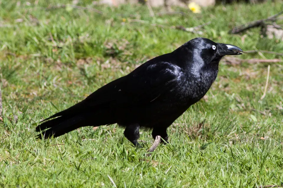 File:Forest Raven (Corvus tasmanicus) (8079689095).jpg