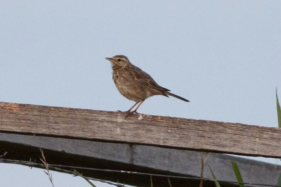 File:Australian Pipit (Anthus australis) (8079707814).jpg