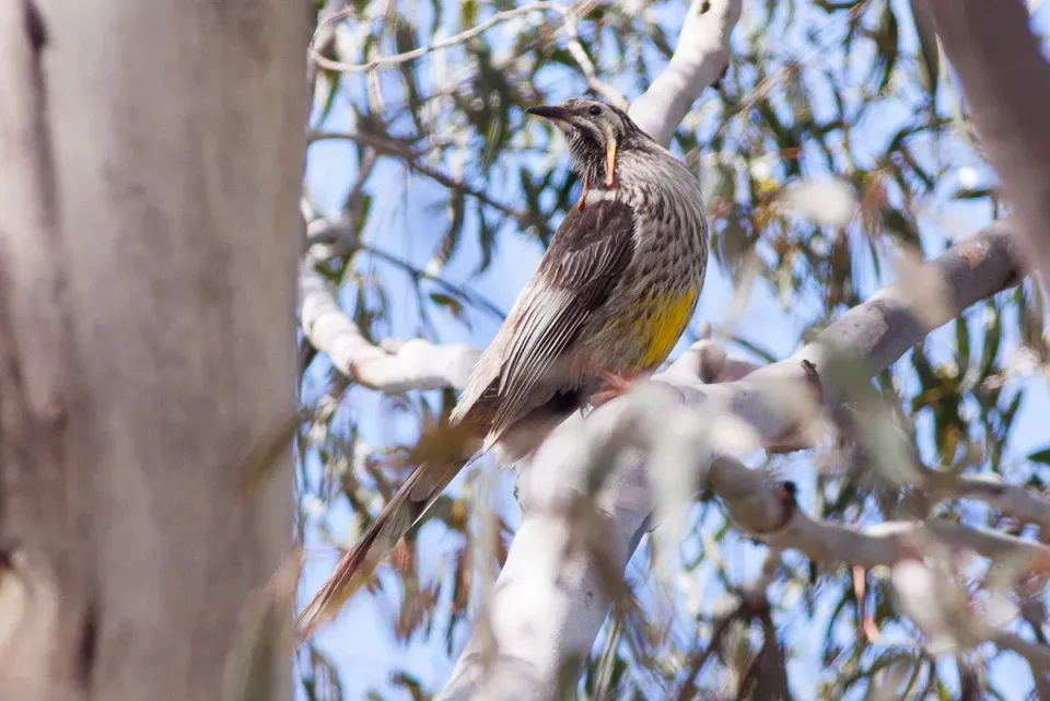 File:Yellow Wattlebird (Anthochaera paradoxa) (8079665768).jpg