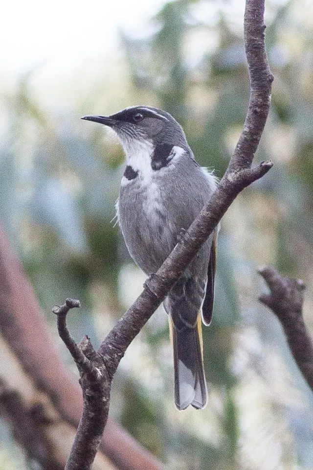 File:Crescent Honeyeater (Phylidonyris pyrrhopterus) (8079668434).jpg