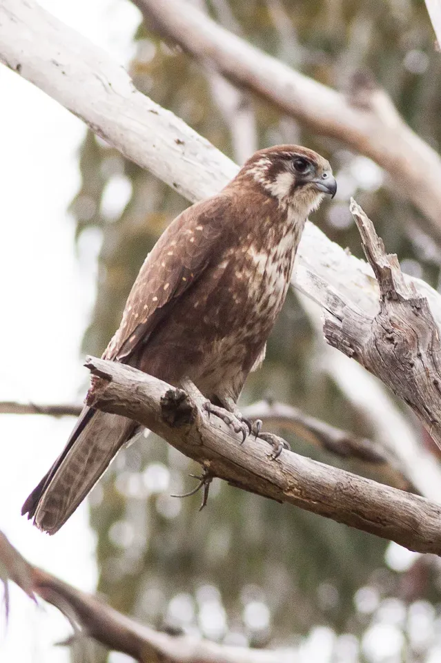 File:Brown Falcon (Falco berigora) (8079581820).jpg
