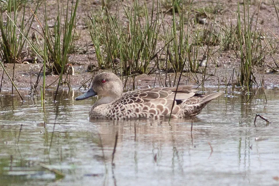 File:Grey Teal (Anas gracilis) (8079574551).jpg