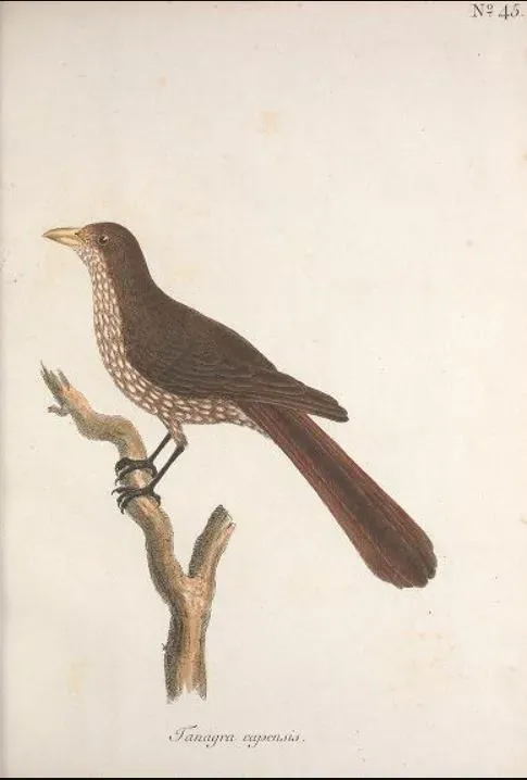 File:Turnagra capensis Sparrman.jpg