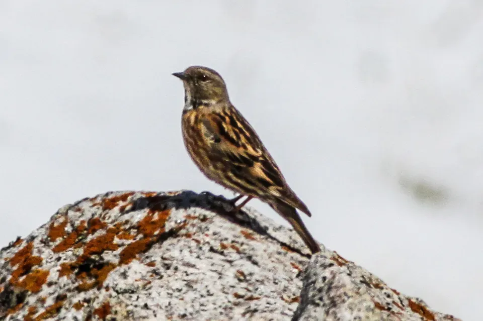 File:Altai Accentor (Prunella himalayana) (8079419909).jpg