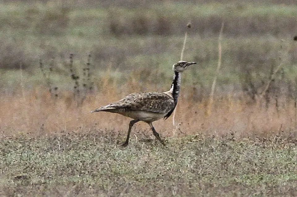 File:MacQueen's Bustard (Chlamydotis macqueenii) (8079417198).jpg