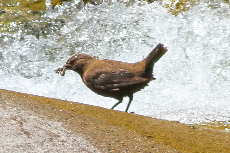File:Brown Dipper (Cinclus pallasii) (8079418916).jpg