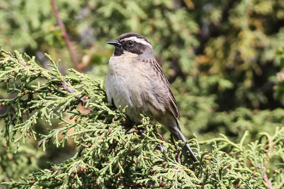 File:Black-throated Accentor (Prunella atrogularis) (8079420223).jpg