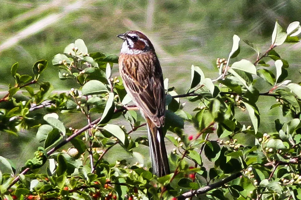 File:Meadow Bunting (Emberiza cioides) (8079415412).jpg