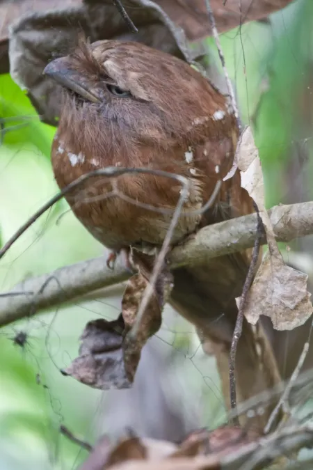 File:Sri Lanka Frogmouth (Batrachostomus moniliger) (5799653911).jpg
