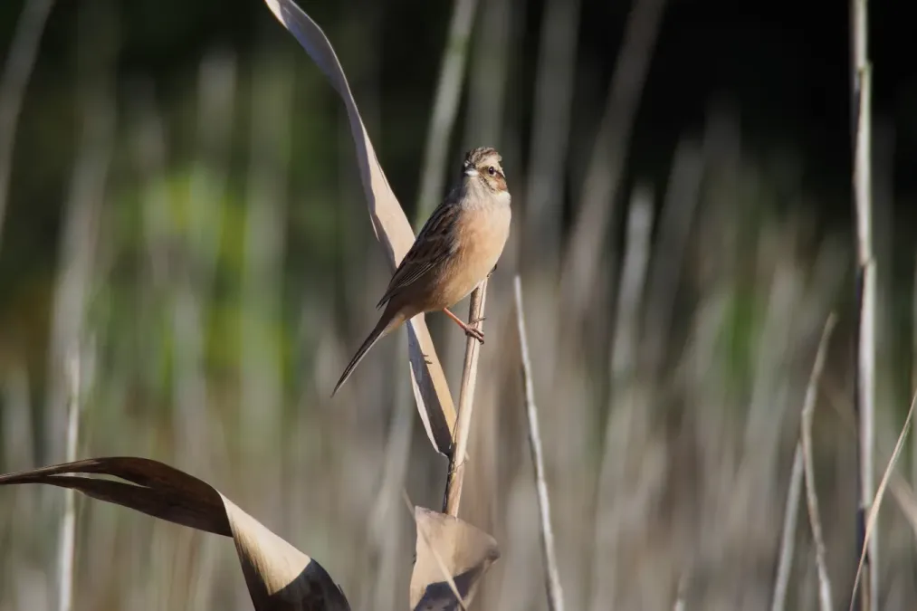 File:Meadow Bunting (Emberiza cioides) (31499412062).jpg