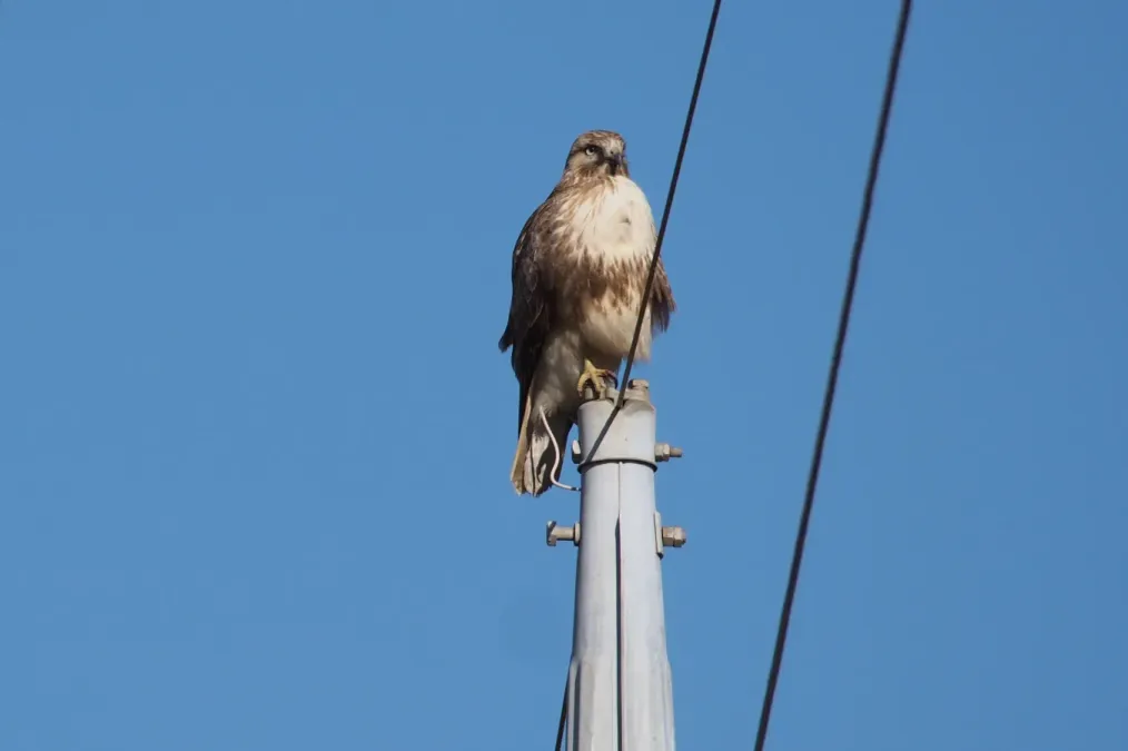 File:Eastern Buzzard (Buteo japonicus) on the pole (31620166751).jpg