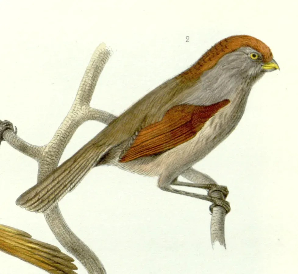 File:Suthora alphonsiana 1872.jpg