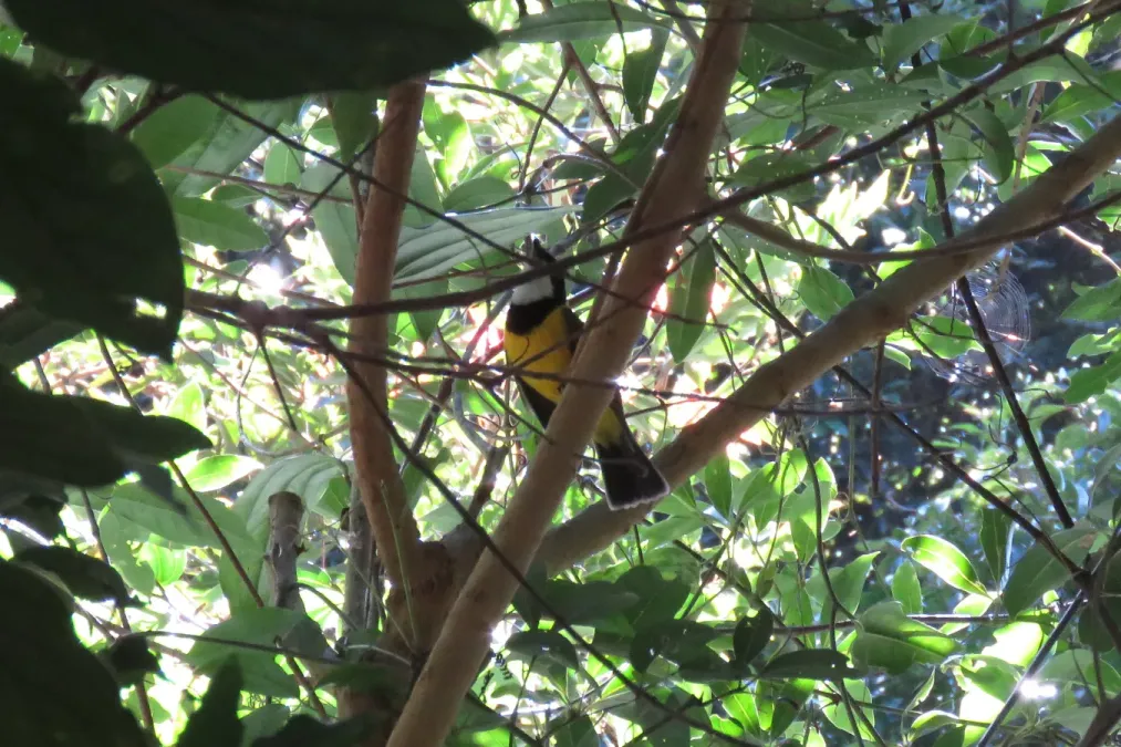 File:Pachycephala pectoralis (35217062101).jpg