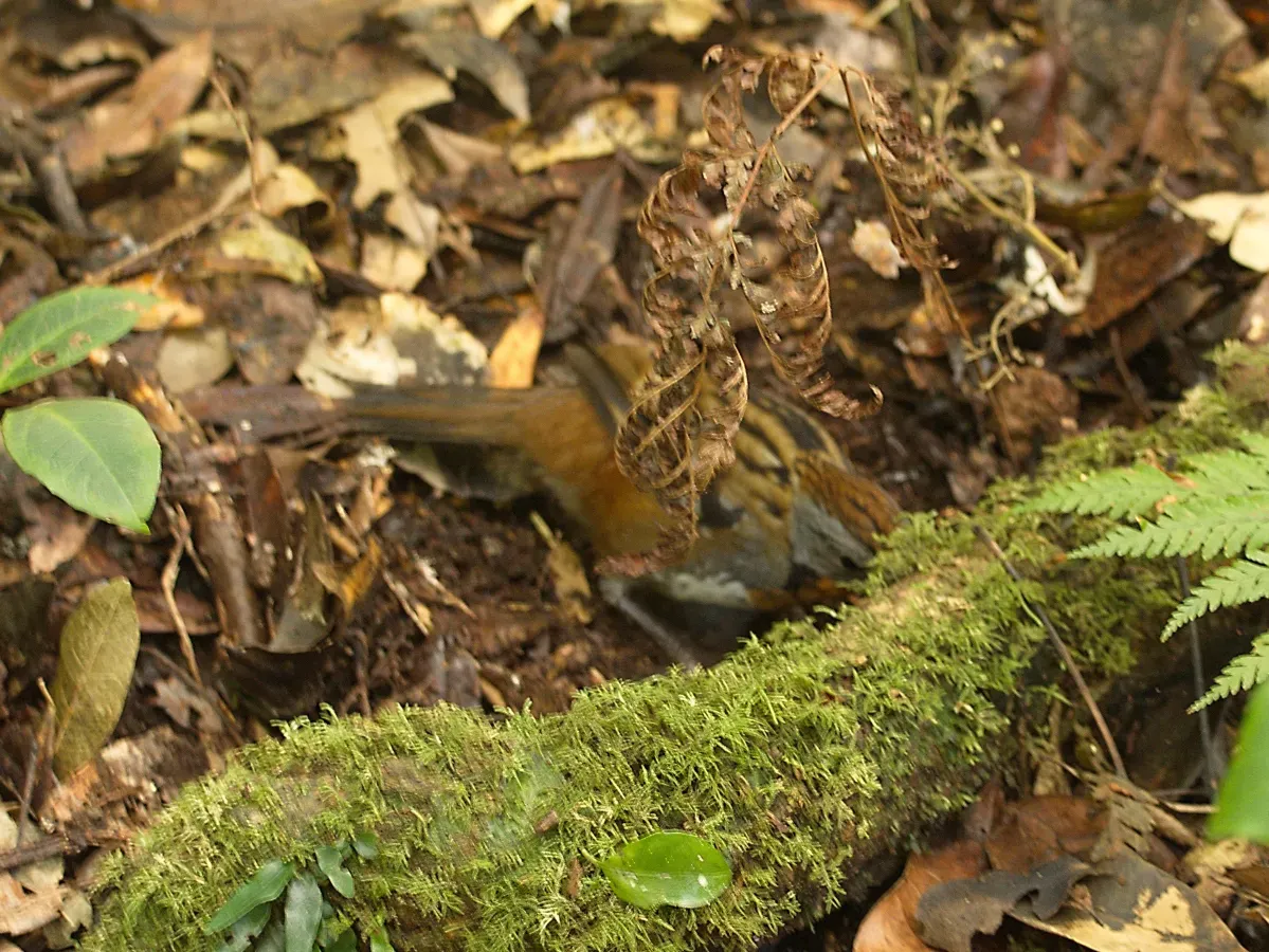 File:Orthonyx temminckii (34485291094).jpg